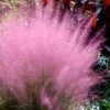 Pink Muhly Grass - Cotton Candy Grass - 1 Gallon Pot