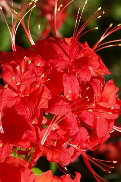Jack Melton Oconee Red Native Azalea - 3 Gallon Pot