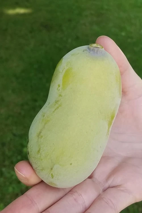 Paw Paw Tree - Asimina Triloba - 1 Gallon Pot - Image 4