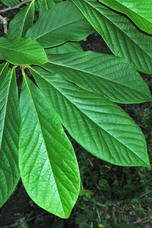 Paw Paw Tree - Asimina Triloba - 1 Gallon Pot - Image 6