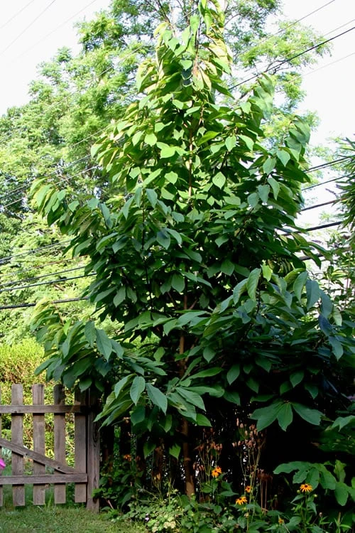 Paw Paw Tree - Asimina Triloba - 1 Gallon Pot - Image 8