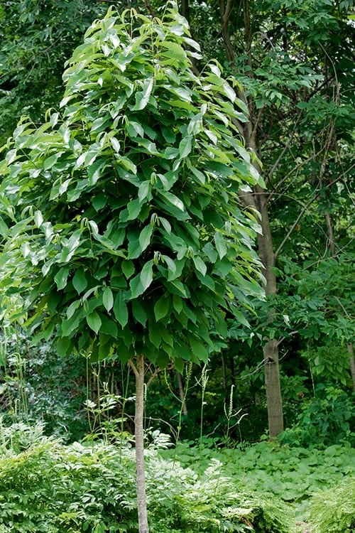 Paw Paw Tree - Asimina Triloba - 1 Gallon Pot - Image 9