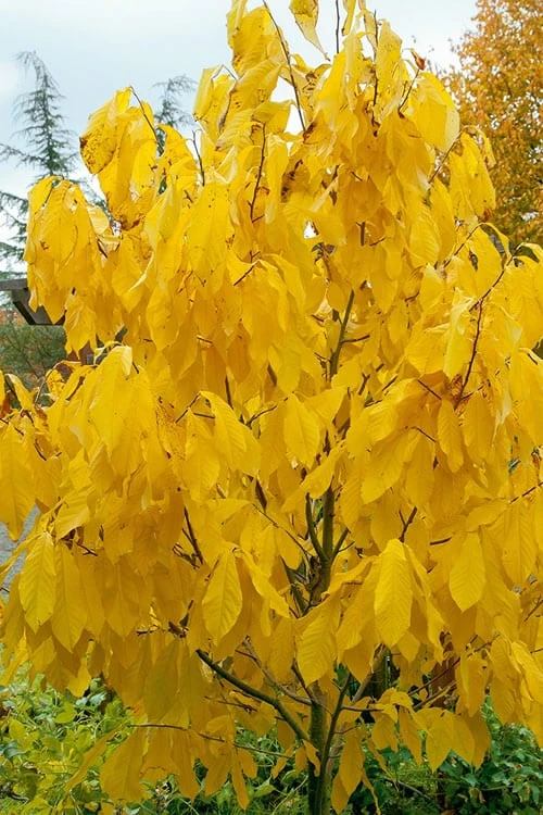 Paw Paw Tree - Asimina Triloba - 1 Gallon Pot - Image 7