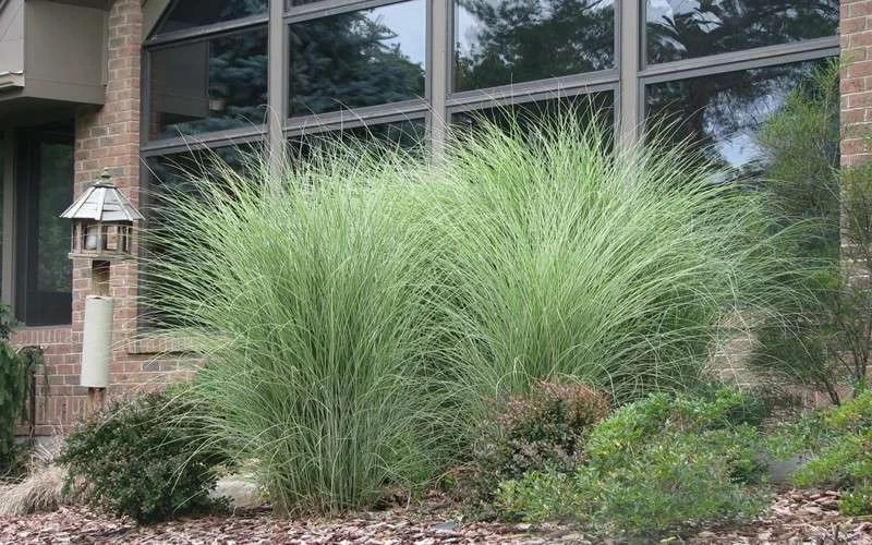 Maiden Grass - Miscanthus Sinensis 'Gracillimus' - 6 Pack Of 1 Gallon Pots - Image 5
