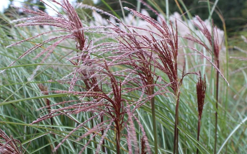 Maiden Grass - Miscanthus Sinensis 'Gracillimus' - 6 Pack Of 1 Gallon Pots - Image 8