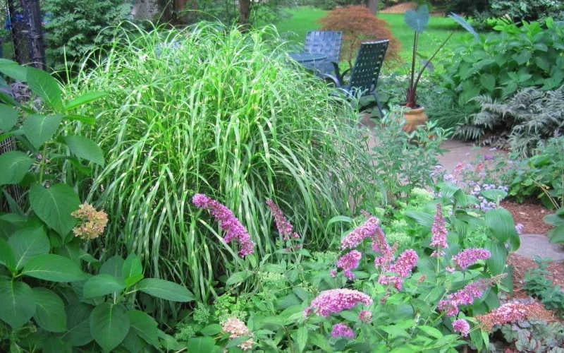 Little Zebra Grass - Miscanthus - 1 Gallon Pot - Image 4