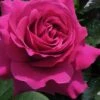 Brindabella Purple Prince Shrub Rose - 3 Gallon Pot