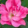 Pink Knock Out Rose - 3 Gallon Pot