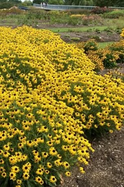 American Gold Rush Rudbeckia (Black-Eyed Susan) - 6 Pack Of 1 Gallon Pots