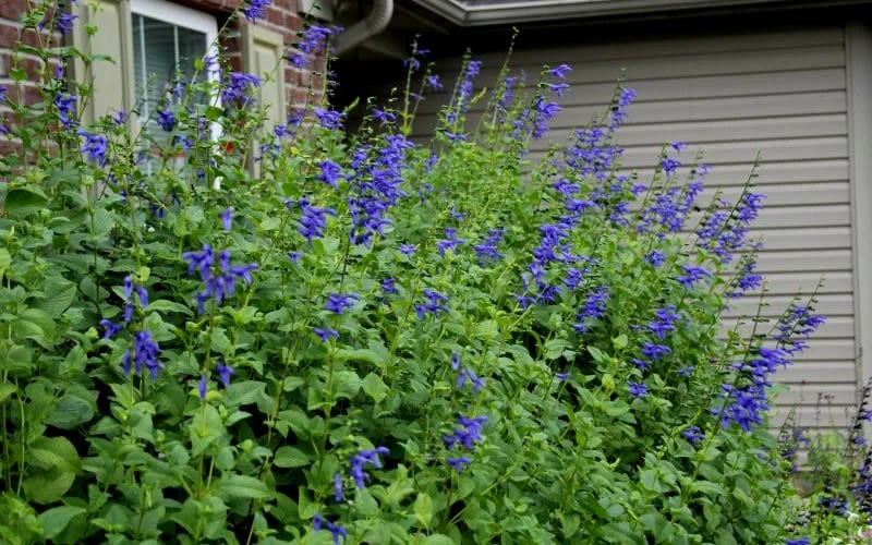 Black And Blue Salvia (Blue Anise Sage) - Salvia Guaranitica - 7.5" Pot - Image 5