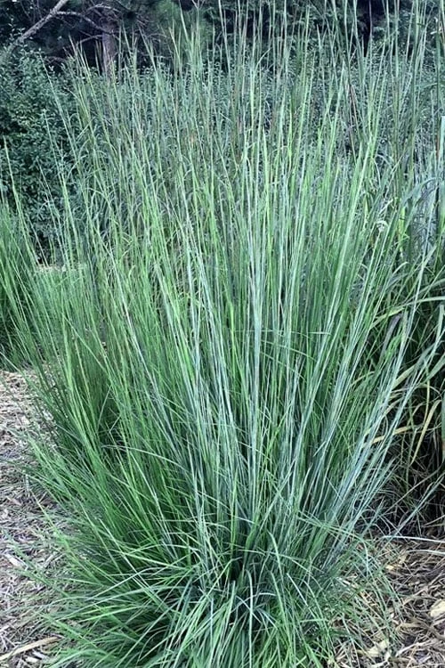 Blaze Little Bluestem Grass (Schizachyrium Scoparium) - 8 Pack Of 1 Gallon Pots - Image 4