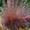 Blaze Little Bluestem Grass (Schizachyrium Scoparium) - 8 Pack Of 1 Gallon Pots