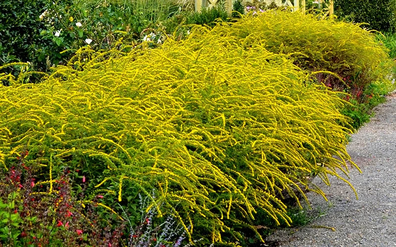 Fireworks Goldenrod (Solidago) - 1 Gallon Pot - Image 5