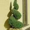 Spiral Dwarf Alberta Spruce Topiary - 7 Gallon Pot