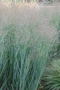 Heavy Metal Switch Grass (Panicum Virgatum) - 8 Pack Of 1 Gallon Pots