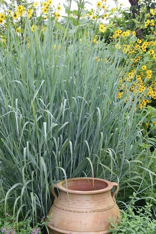 Heavy Metal Switch Grass (Panicum Virgatum) - 6 Pack Of 1 Gallon Pots - Image 5