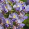 Blue Moon Wisteria Vine - 1 Gallon Pot