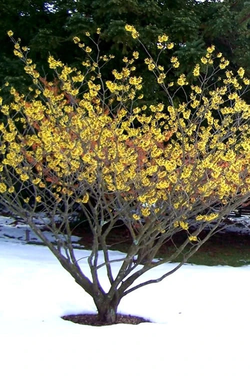 Yellow American Witch Hazel - Hamamelis Virginiana - 2.5 Gallon Pot - Image 9