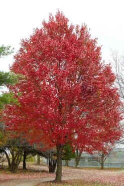 Native Red Maple Tree (Acer Rubrum) - 1 Gallon Pot