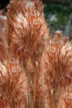 Bushy Bluestem Grass (Andropogon Glomeratus) - 8 Pack Of 1 Gallon Pots