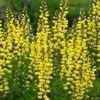 Lemon Meringue Baptisia (False Indigo) - 1 Gallon Pot