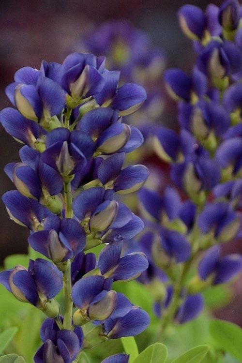 Sparkling Sapphires Baptisia (False Indigo) - 1 Gallon Pot