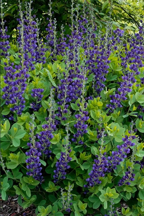 Sparkling Sapphires Baptisia (False Indigo) - 1 Gallon Pot - Image 8
