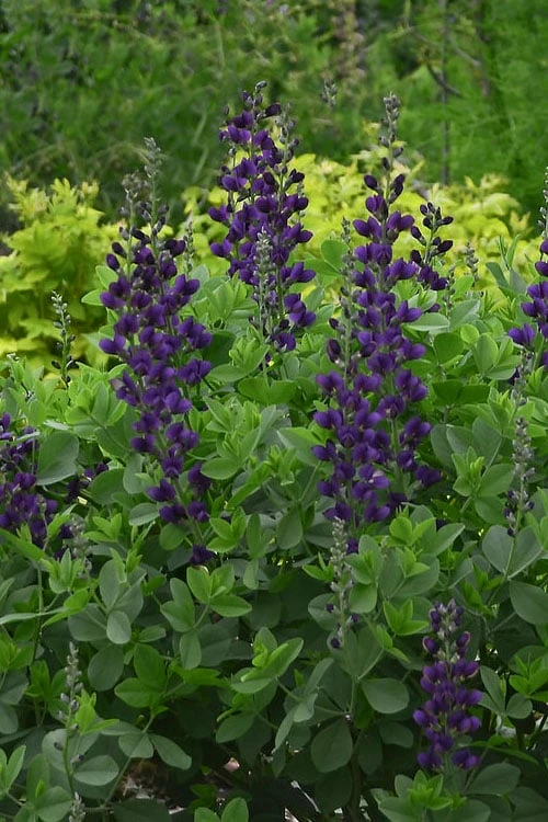 Sparkling Sapphires Baptisia (False Indigo) - 1 Gallon Pot - Image 7
