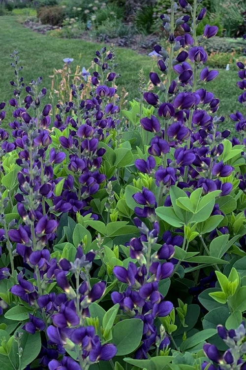 Sparkling Sapphires Baptisia (False Indigo) - 1 Gallon Pot - Image 5