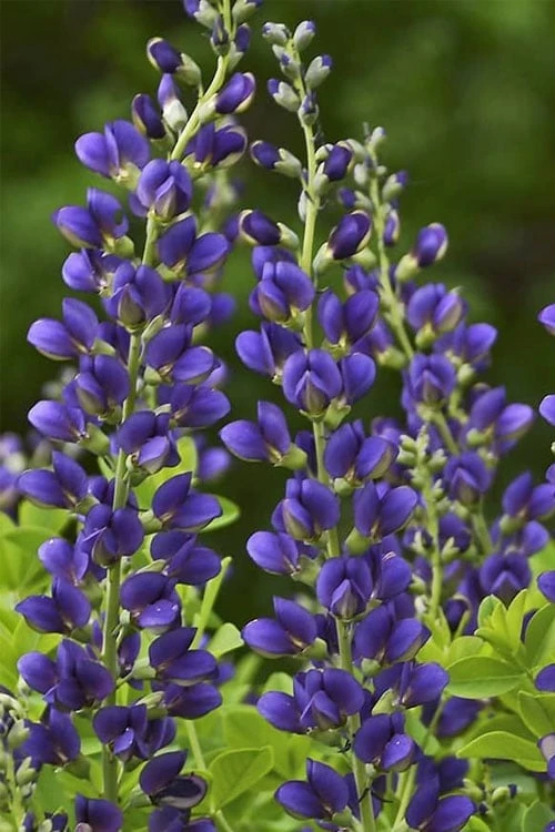 Sparkling Sapphires Baptisia (False Indigo) - 1 Gallon Pot - Image 4