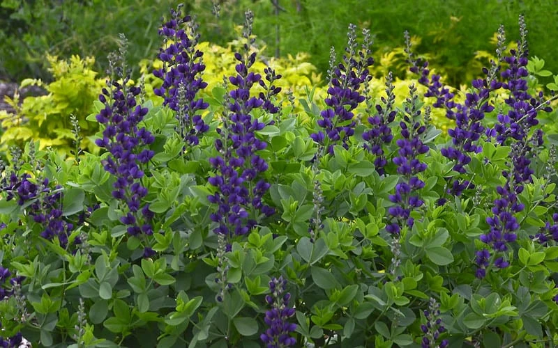 Sparkling Sapphires Baptisia (False Indigo) - 1 Gallon Pot - Image 6