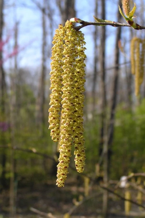 Yellow Birch Tree (Betula Alleghaniensis) - 1 Gallon Pot - Image 4