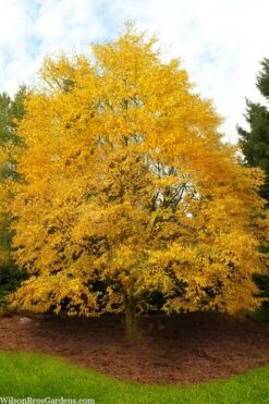 Yellow Birch Tree (Betula Alleghaniensis) - 1 Gallon Pot
