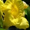 Bandana Of The Everglades Golden Canna Lily - 8 Pack Of 1 Gallon Pots
