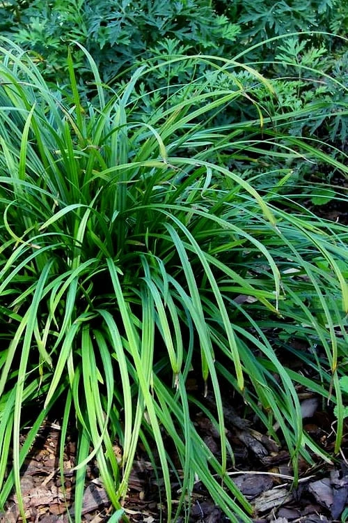 Creek Sedge (Carex Amphibola) - 8 Pack Of 1 Gallon Pots - Image 4