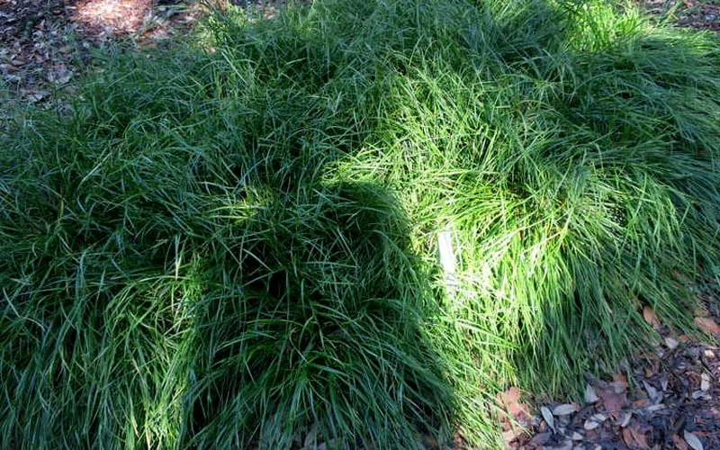 Creek Sedge (Carex Amphibola) - 8 Pack Of 1 Gallon Pots - Image 5