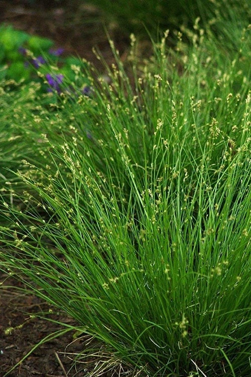 Appalachian Sedge (Carex Appalachia) - 1 Gallon Pot - Image 7