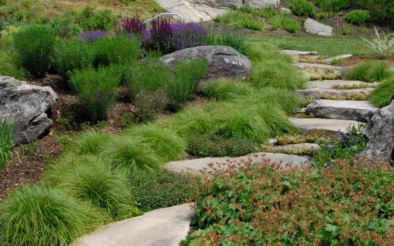 Appalachian Sedge (Carex Appalachia) - 1 Gallon Pot - Image 4