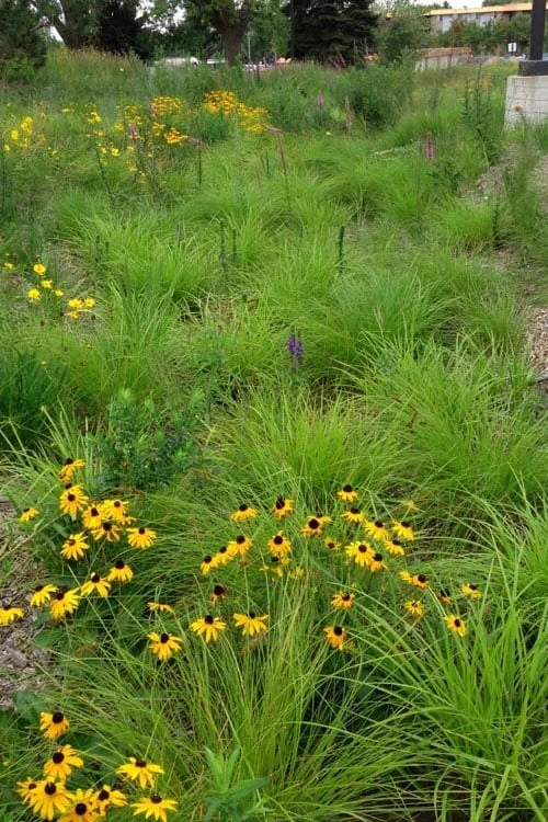 Fox Sedge (Carex Vulpinoidea) - 6 Pack Of 1 Gallon Pots - Image 5