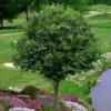 American Hornbeam (Ironwood Tree) - 1 Gallon Pot