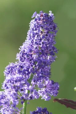 Tuxedo California Lilac (Ceanothus) - 3 Gallon Pot