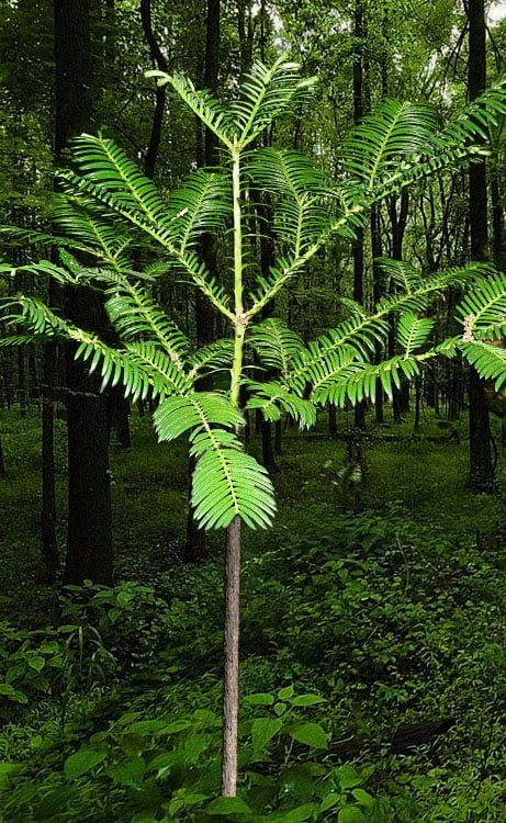 Japanese Plum Yew Tree (Cephalotaxus Harringtonia) - 3 Gallon Pot