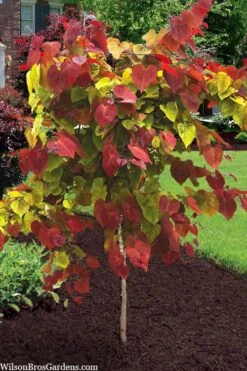 Flamethrower Redbud Tree - 3 Gallon Pot (2-3')