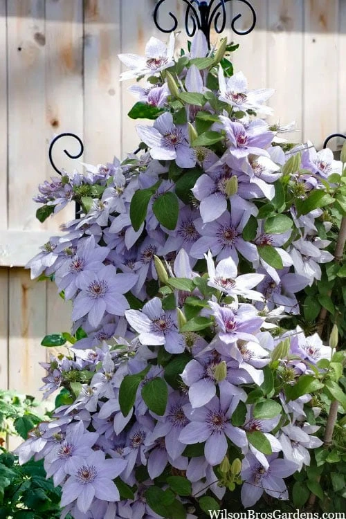 Bernadine Clematis - 1 Gallon Pot