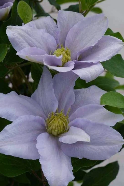 Chelsea Clematis - 1 Gallon Pot - Image 6