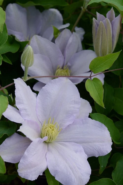 Chelsea Clematis - 1 Gallon Pot - Image 4