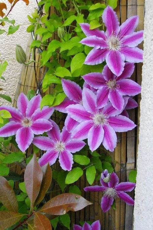 Dr. Ruppel Clematis - 1 Gallon Pot - Image 11
