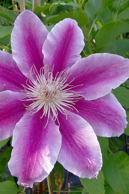 Dr. Ruppel Clematis - 1 Gallon Pot - Image 9