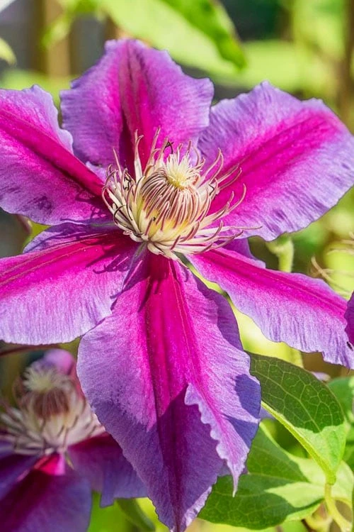 Dr. Ruppel Clematis - 1 Gallon Pot - Image 8
