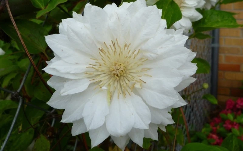 Duchess Of Edinburgh Clematis - 1 Gallon Pot - Image 6